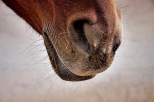 horse nose